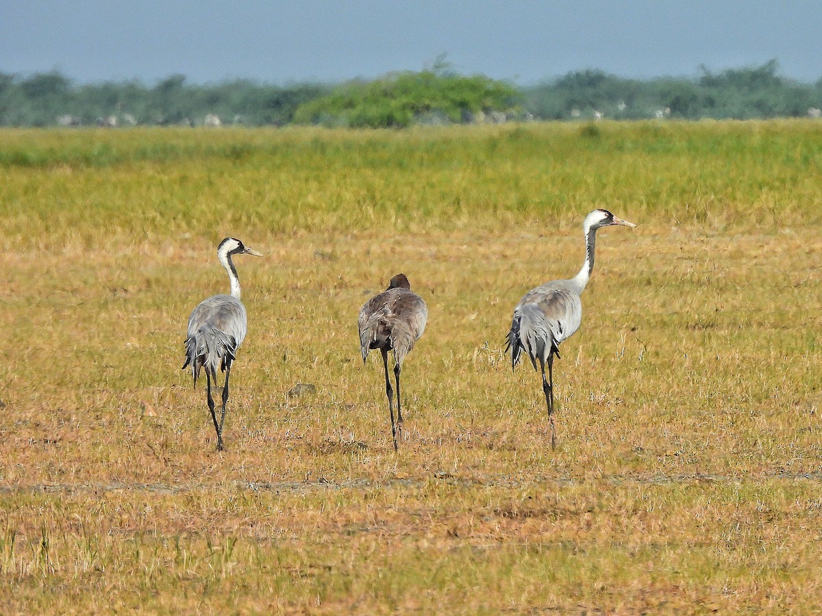 Common Crane - ML645641828