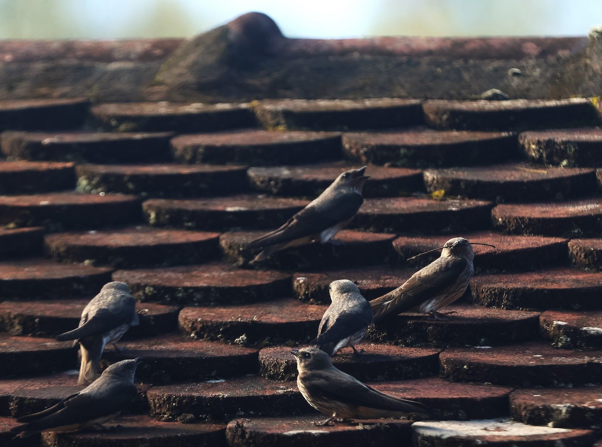 Mascarene Martin - ML645641829