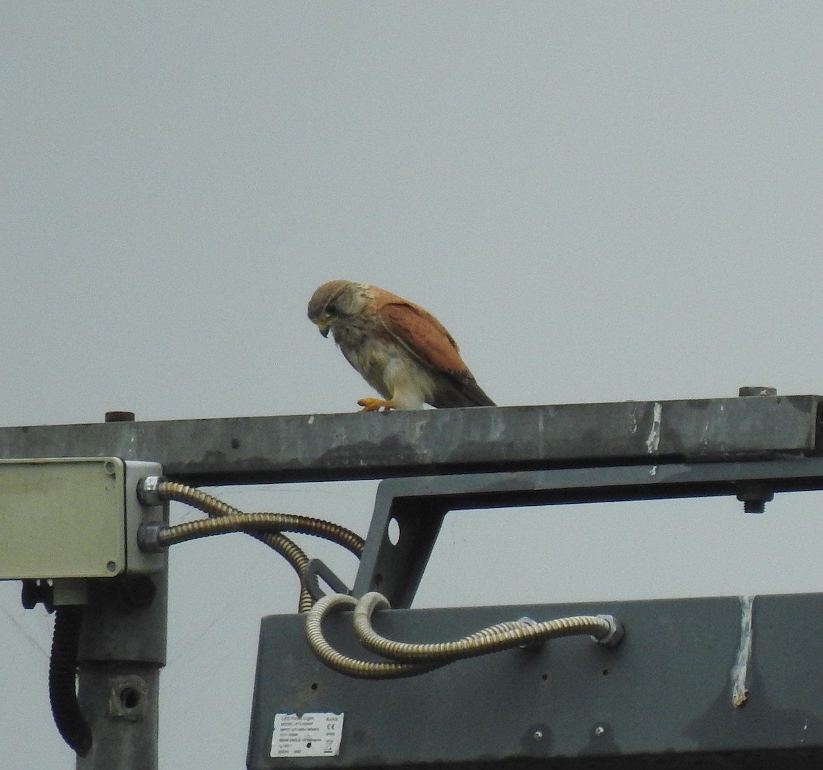 Nankeen Kestrel - ML645641830