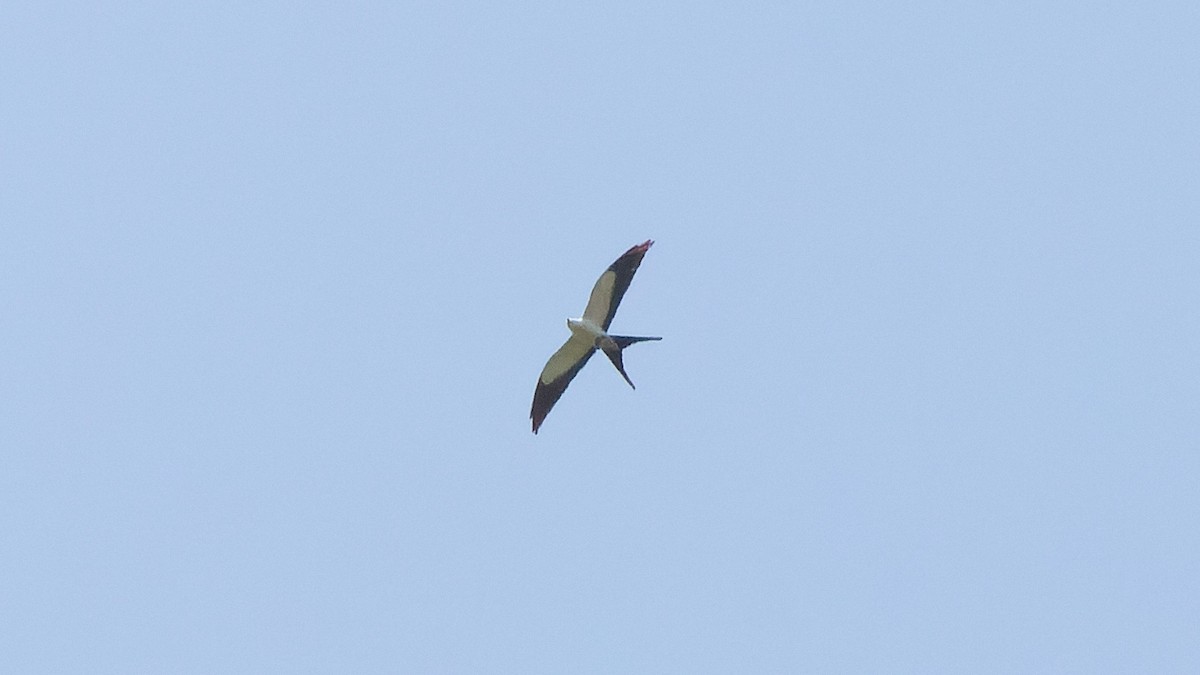 Swallow-tailed Kite - ML645641831