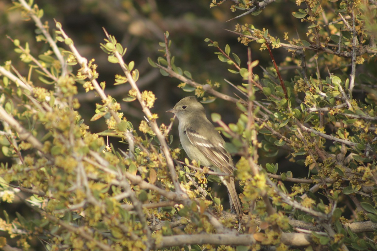 White-crested Elaenia - ML645641832