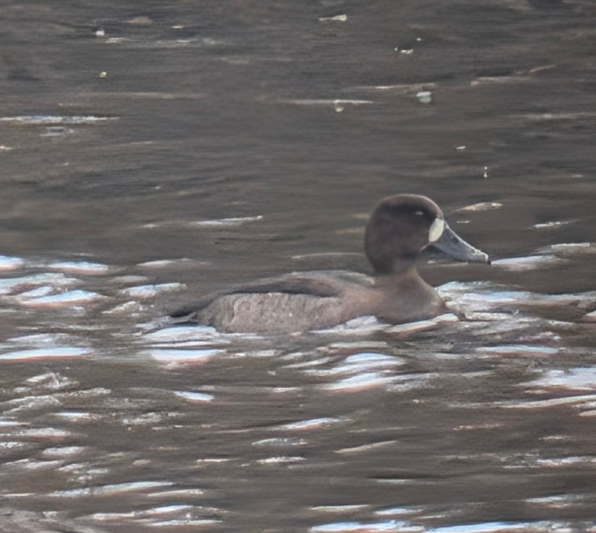 Greater Scaup - ML645641833