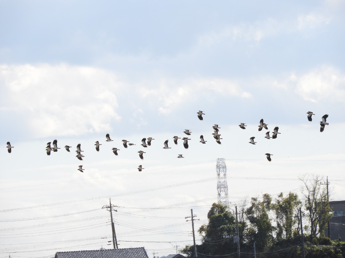 Northern Lapwing - ML645641838