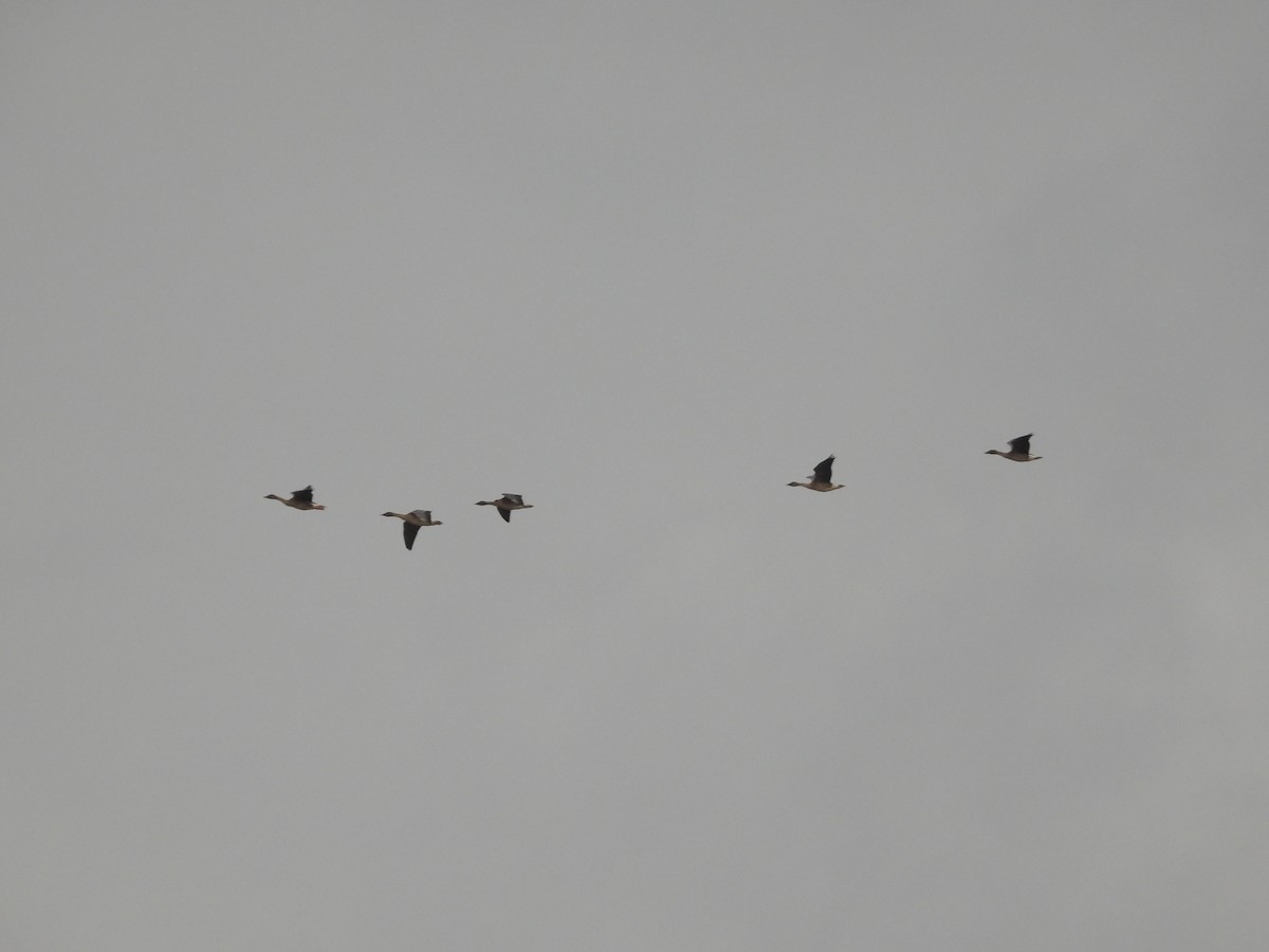 Taiga Bean-Goose - ML645641839