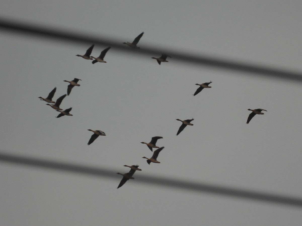 Taiga Bean-Goose - ML645641840