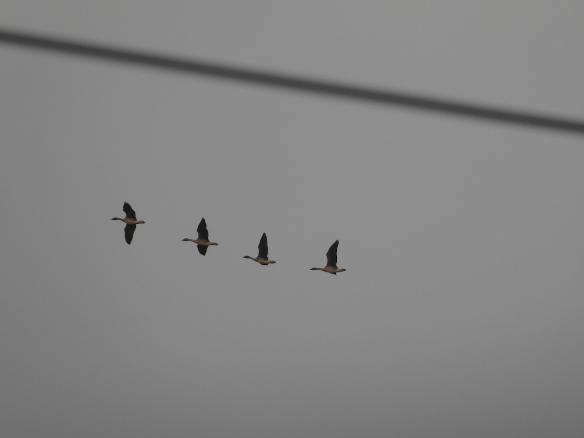 Taiga Bean-Goose - ML645641841