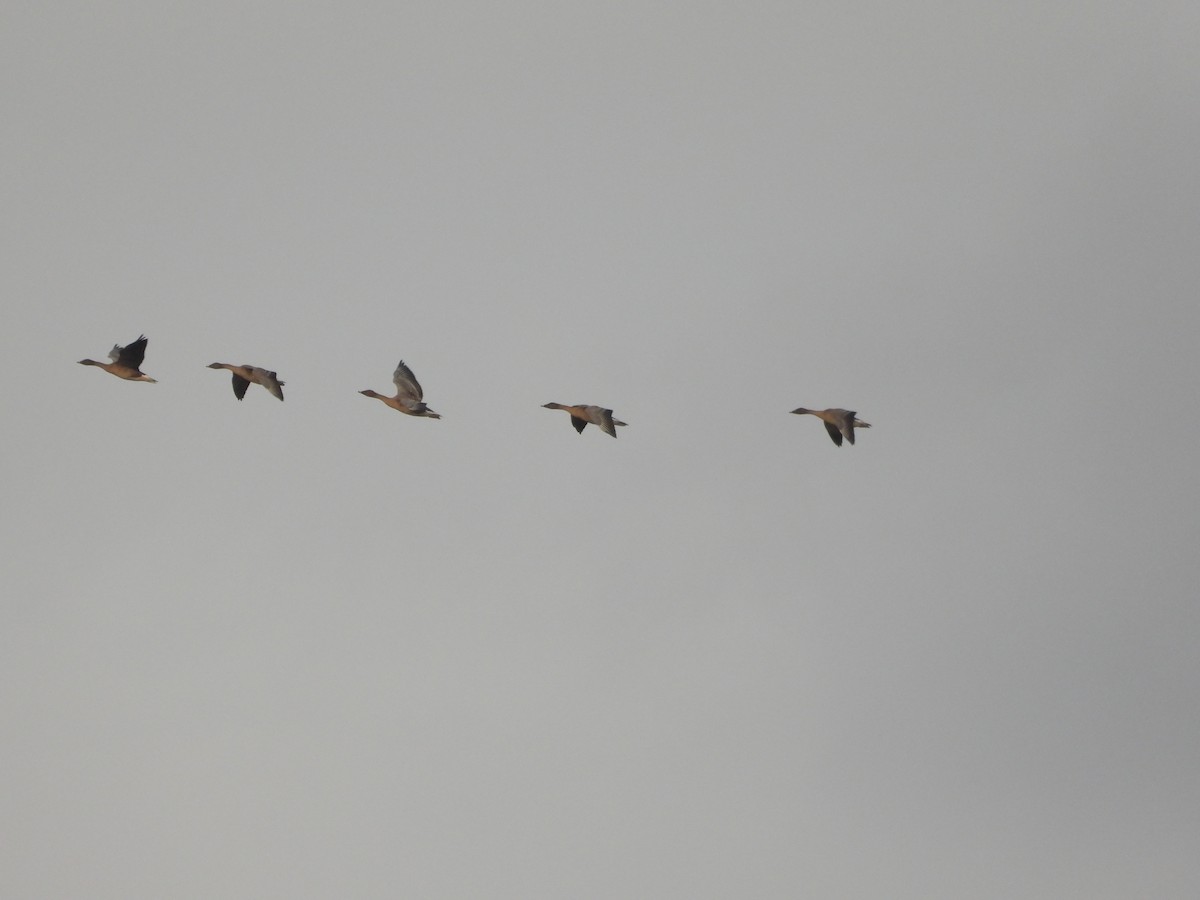 Taiga Bean-Goose - ML645641842