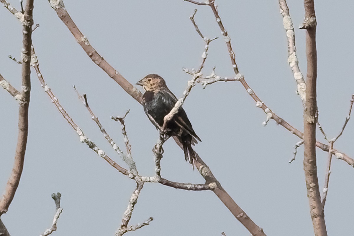 Brown-headed Cowbird - ML645641843