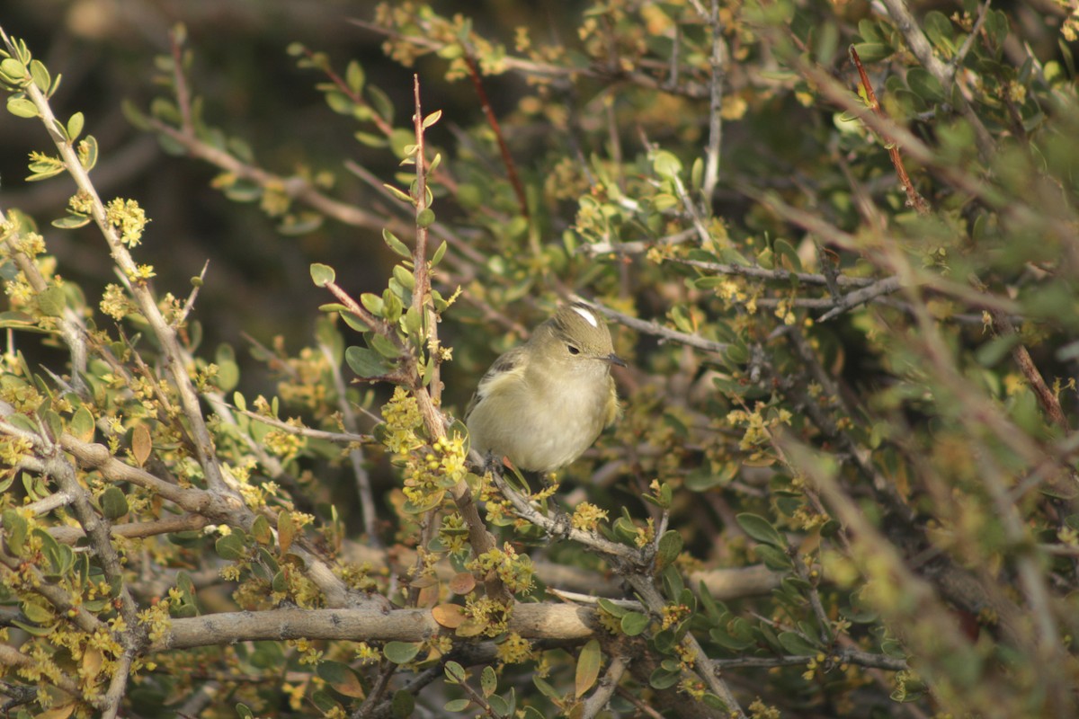 White-crested Elaenia - ML645641844