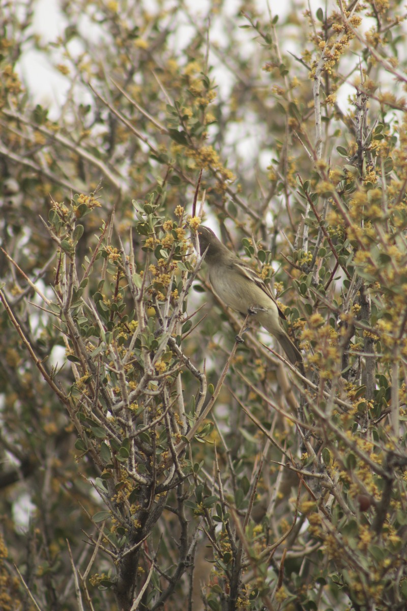 White-crested Elaenia - ML645641845