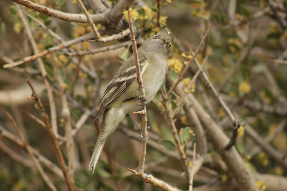 White-crested Elaenia - ML645641846