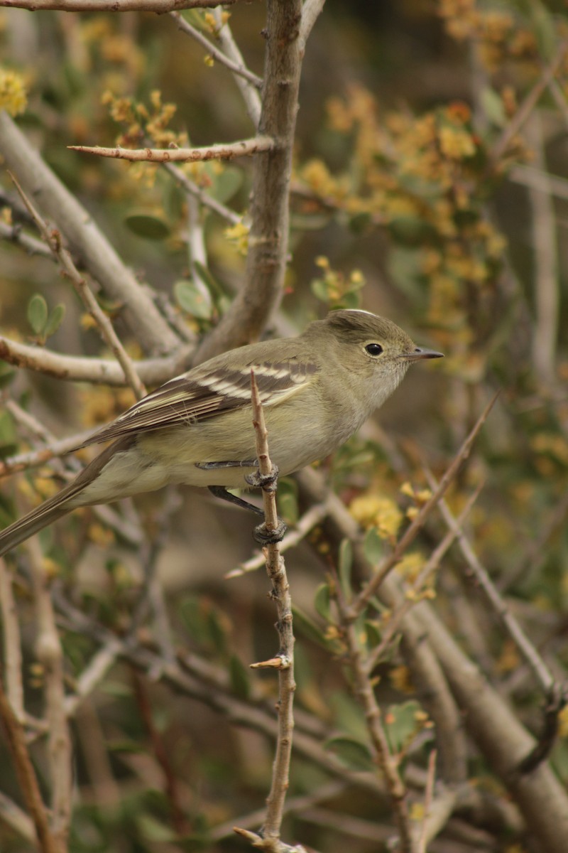 White-crested Elaenia - ML645641847
