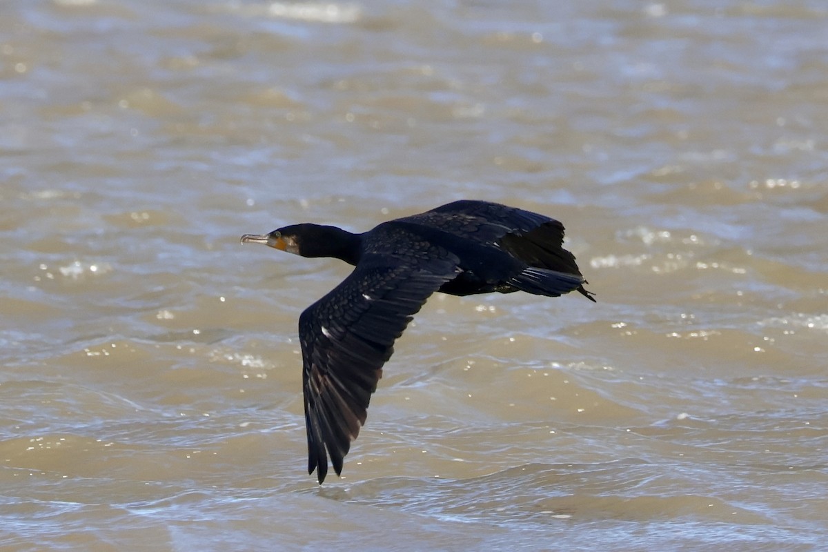 Great Cormorant - ML645641848