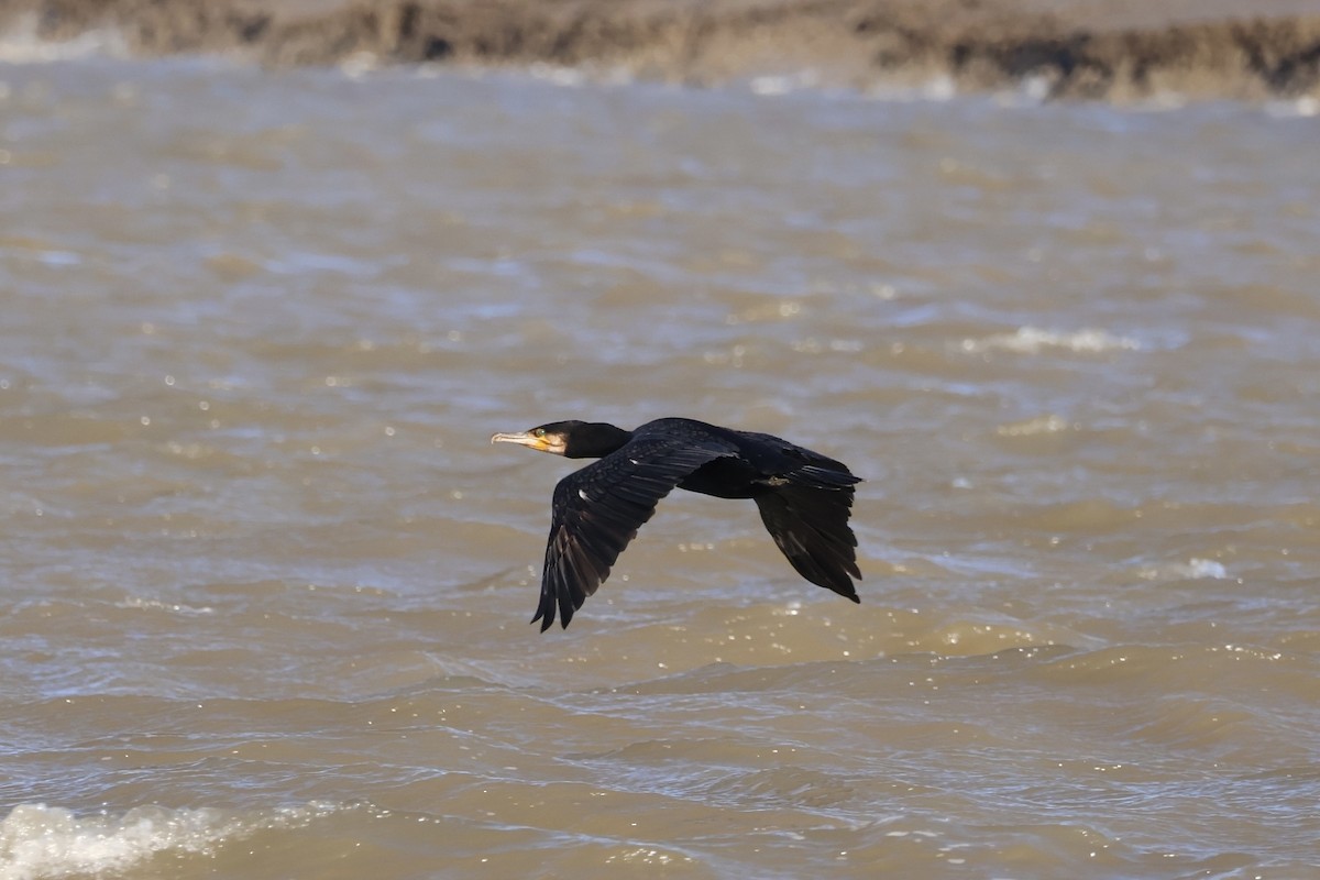 Great Cormorant - ML645641849
