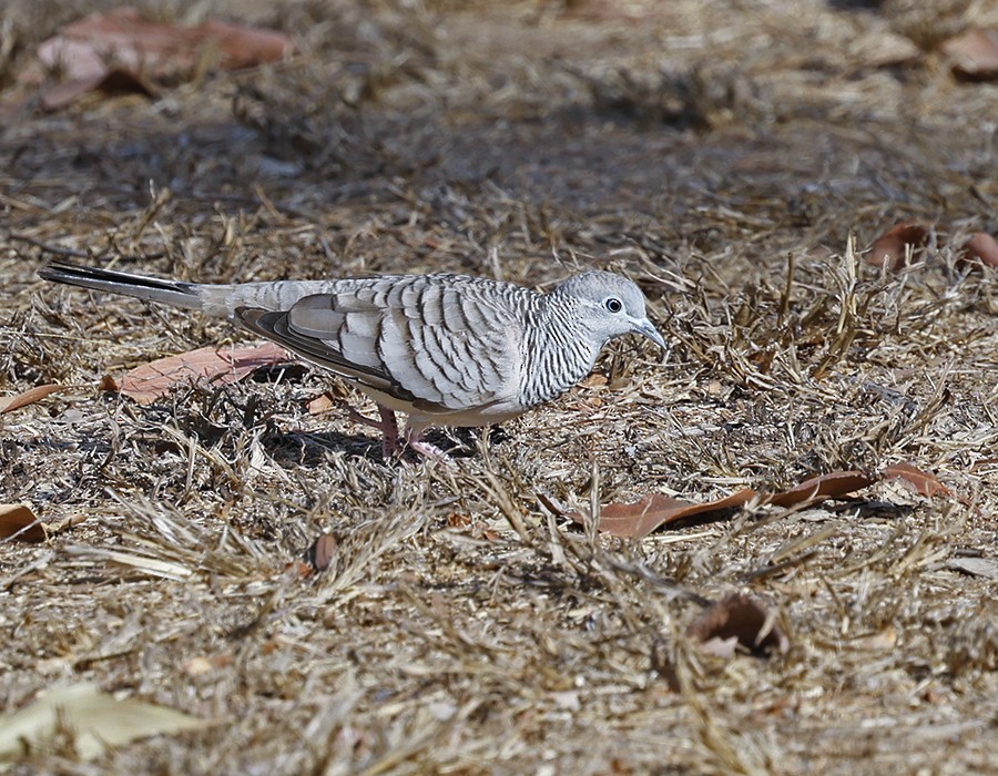 Peaceful Dove - ML645641852