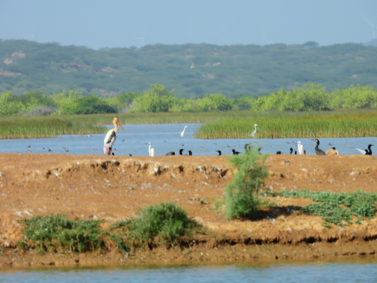 Buntstorch - ML645641853