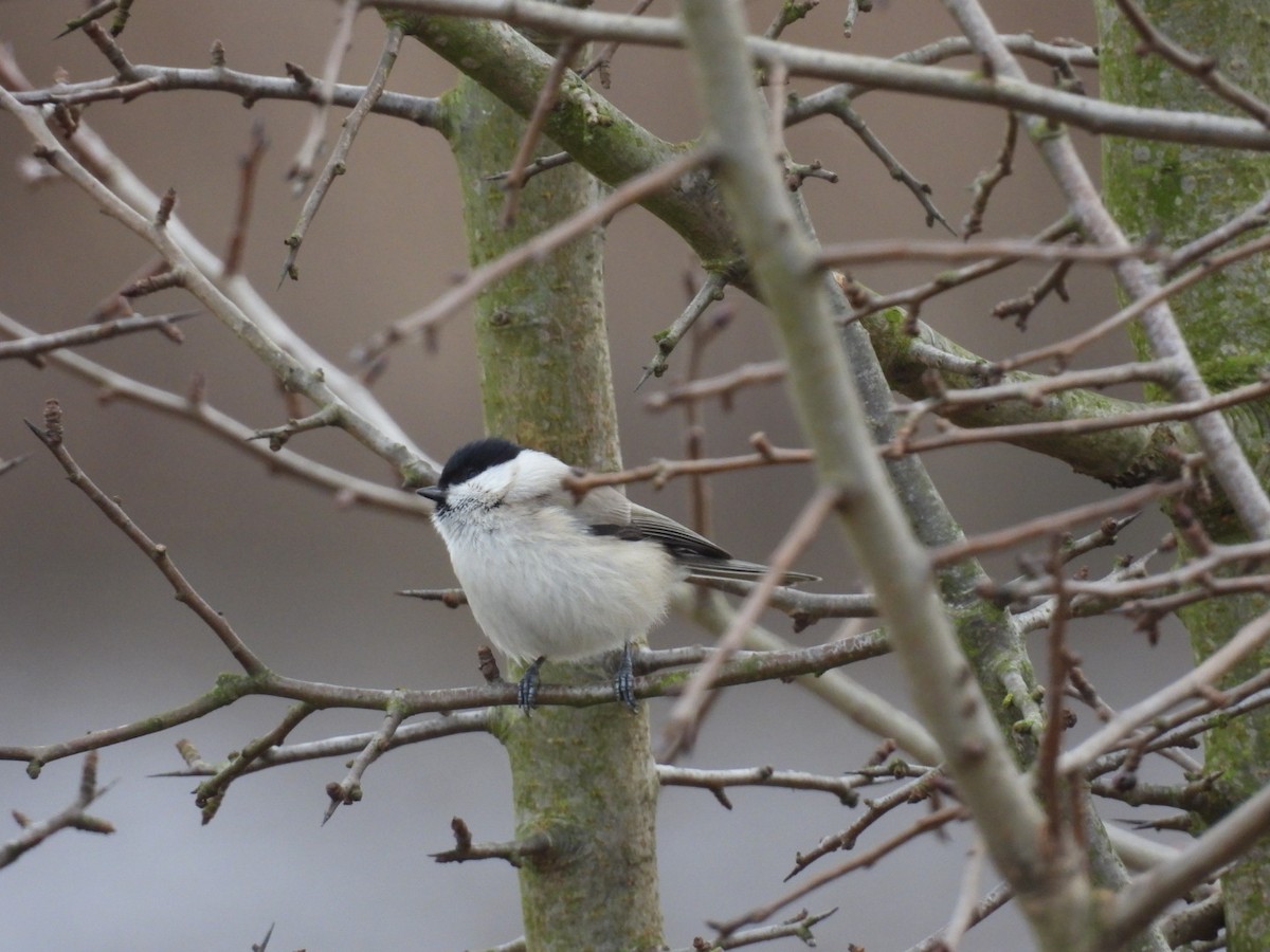 Хар толгойт хөх бух - ML645641855