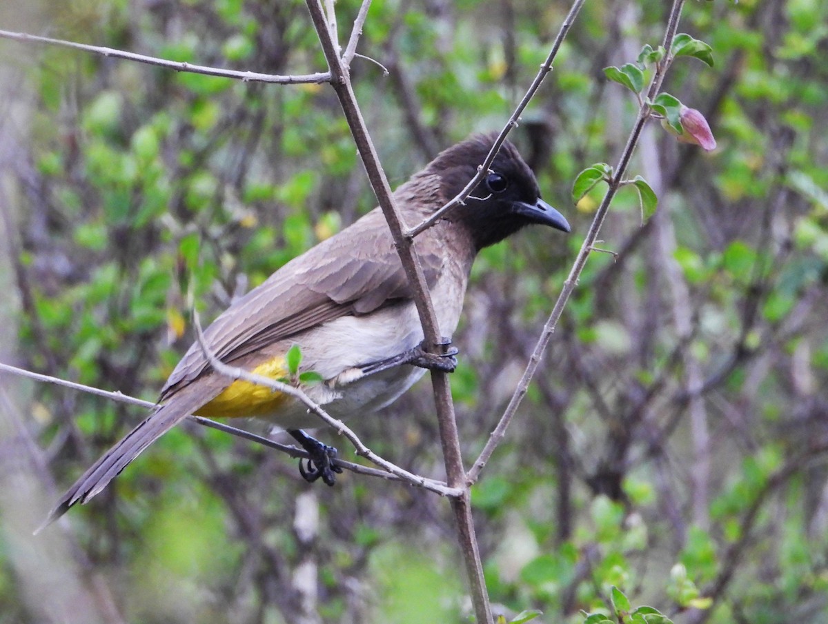 Graubülbül - ML645641857