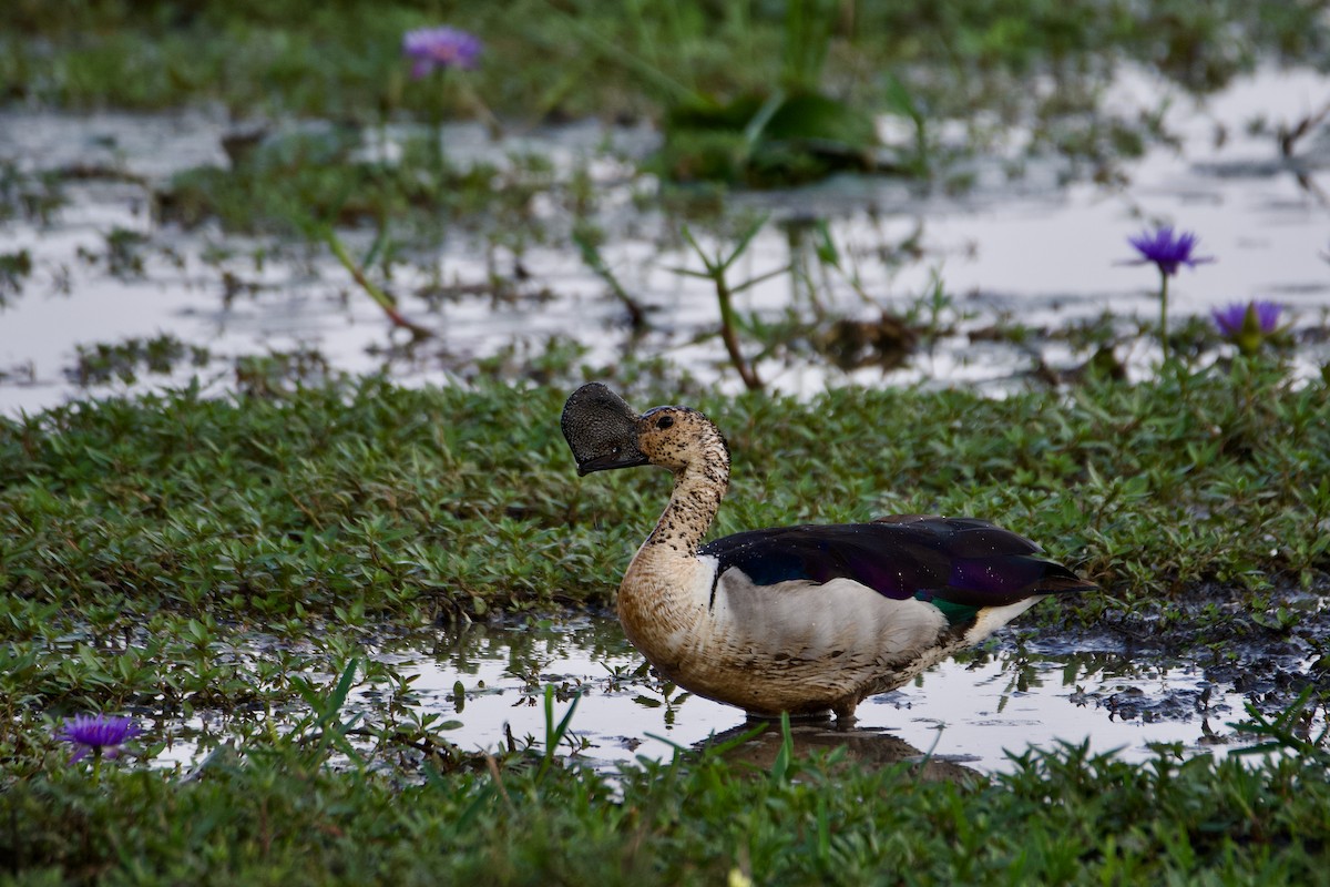 Glanzente - ML645641858