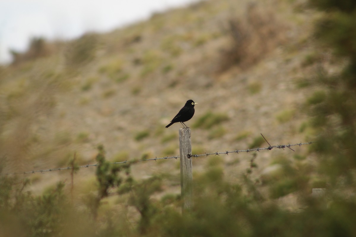 Brillendunkeltyrann - ML645641860