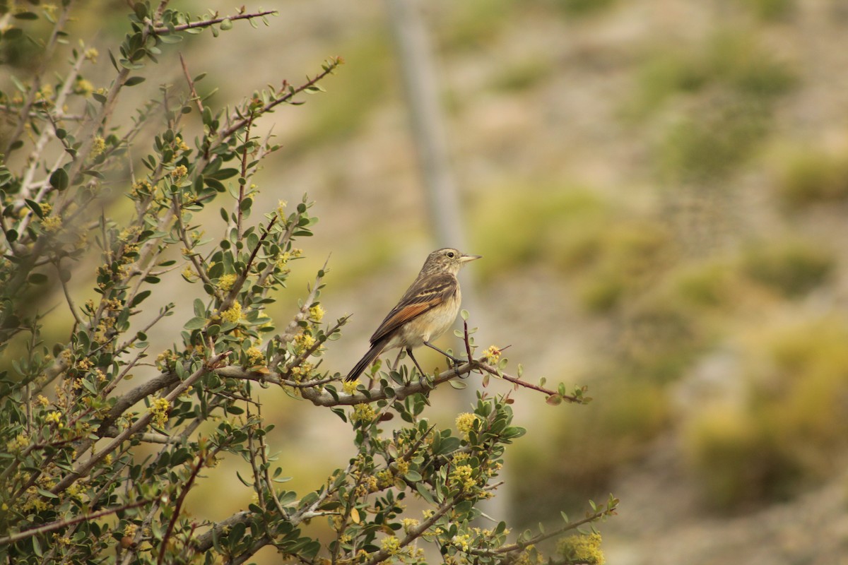 Brillendunkeltyrann - ML645641861