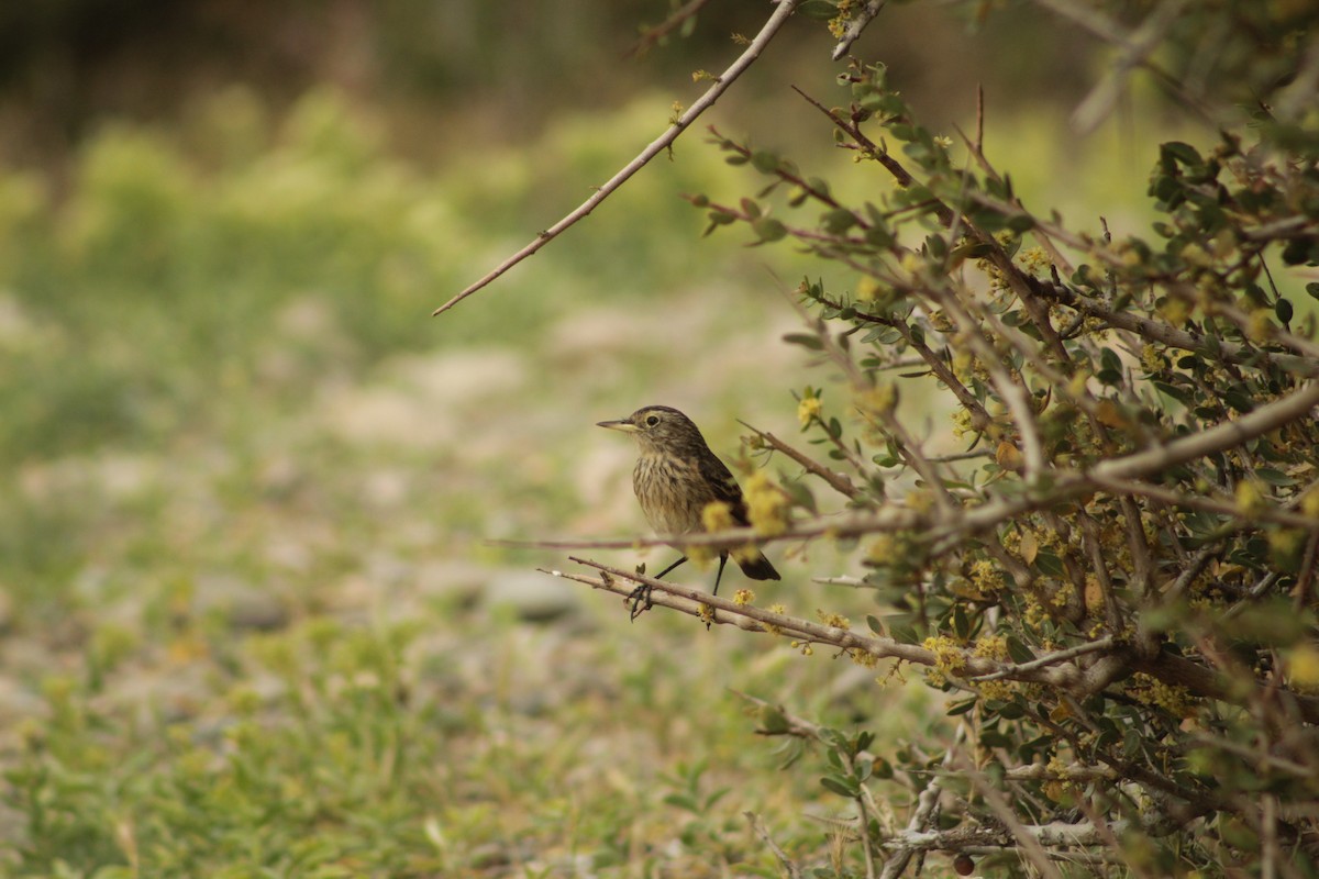 Brillendunkeltyrann - ML645641862