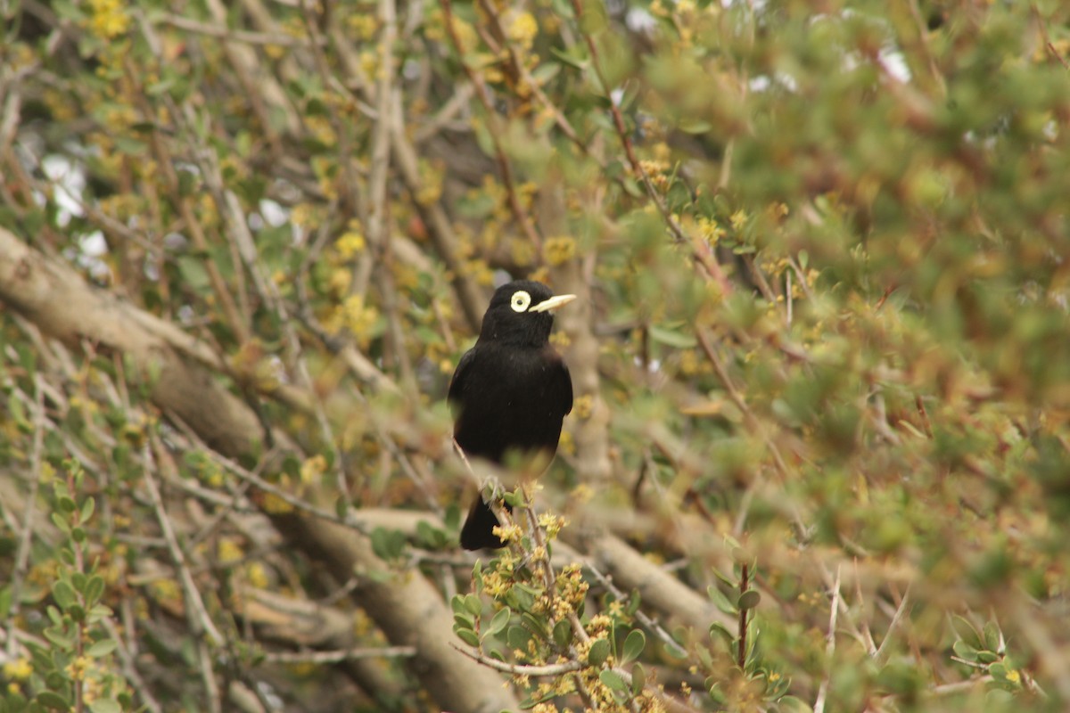 Brillendunkeltyrann - ML645641863