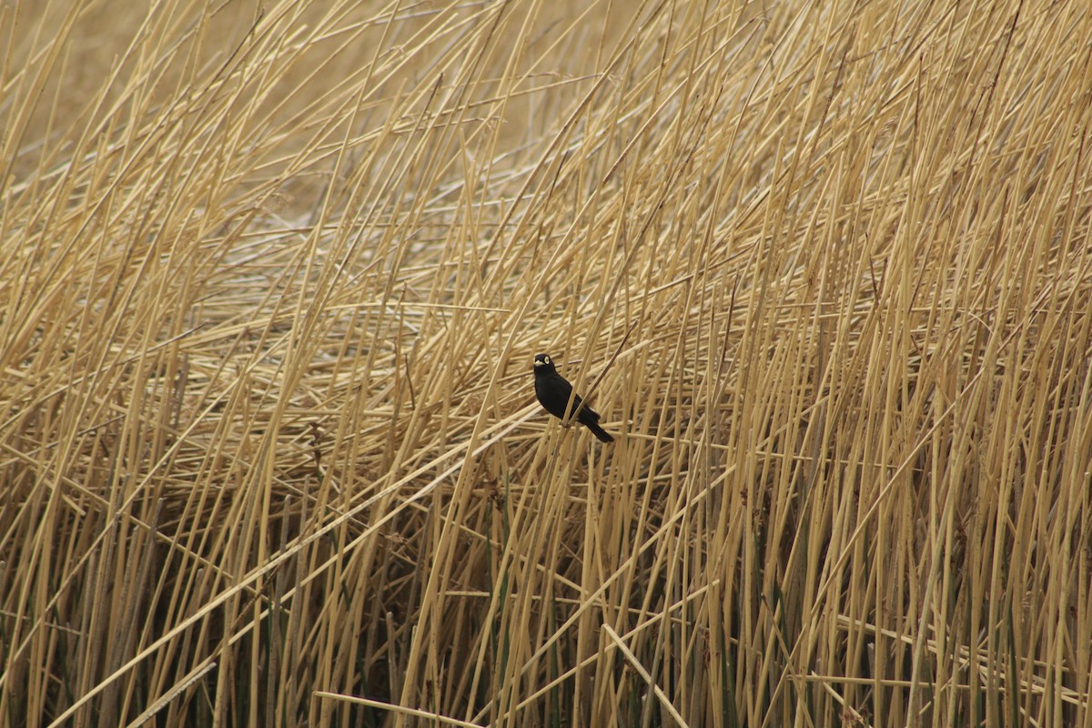 Brillendunkeltyrann - ML645641864