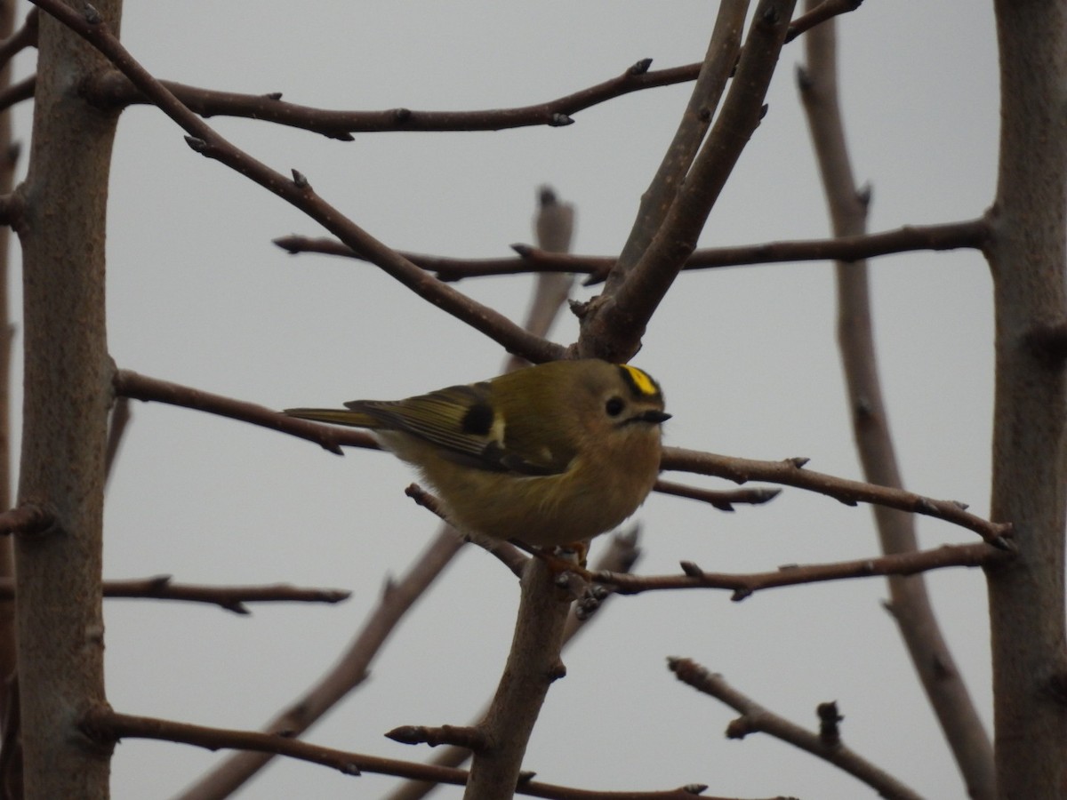 Шар мэлзэн задуулай - ML645641865