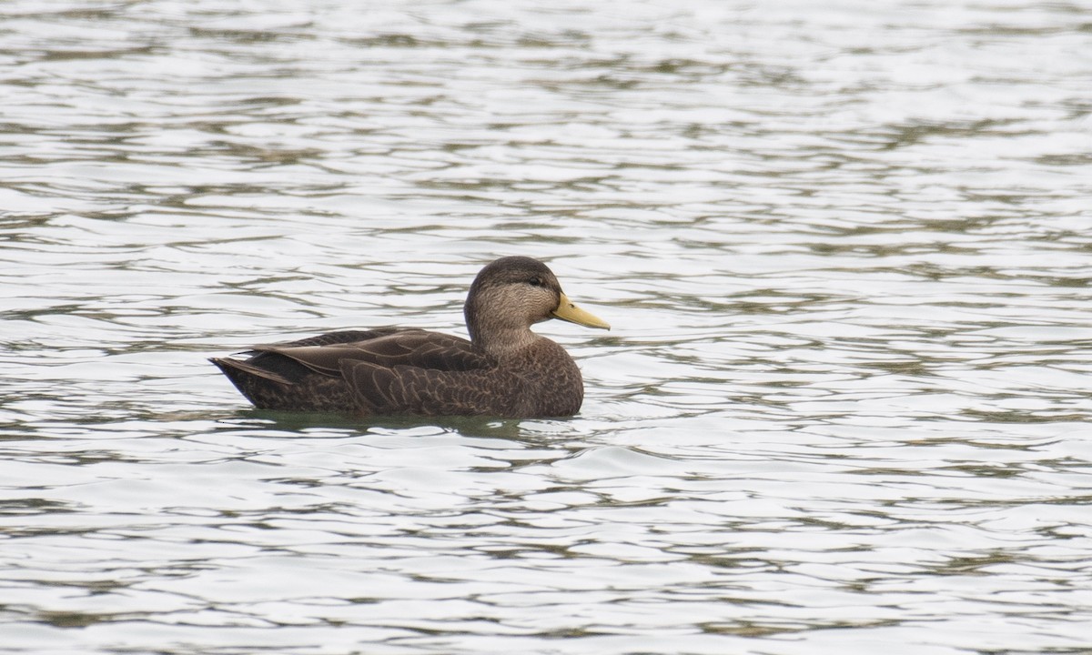 Dunkelente - ML645641868