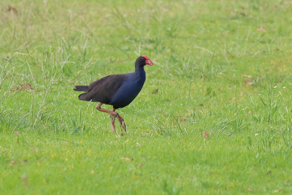 Australpurpurhuhn - ML645641871