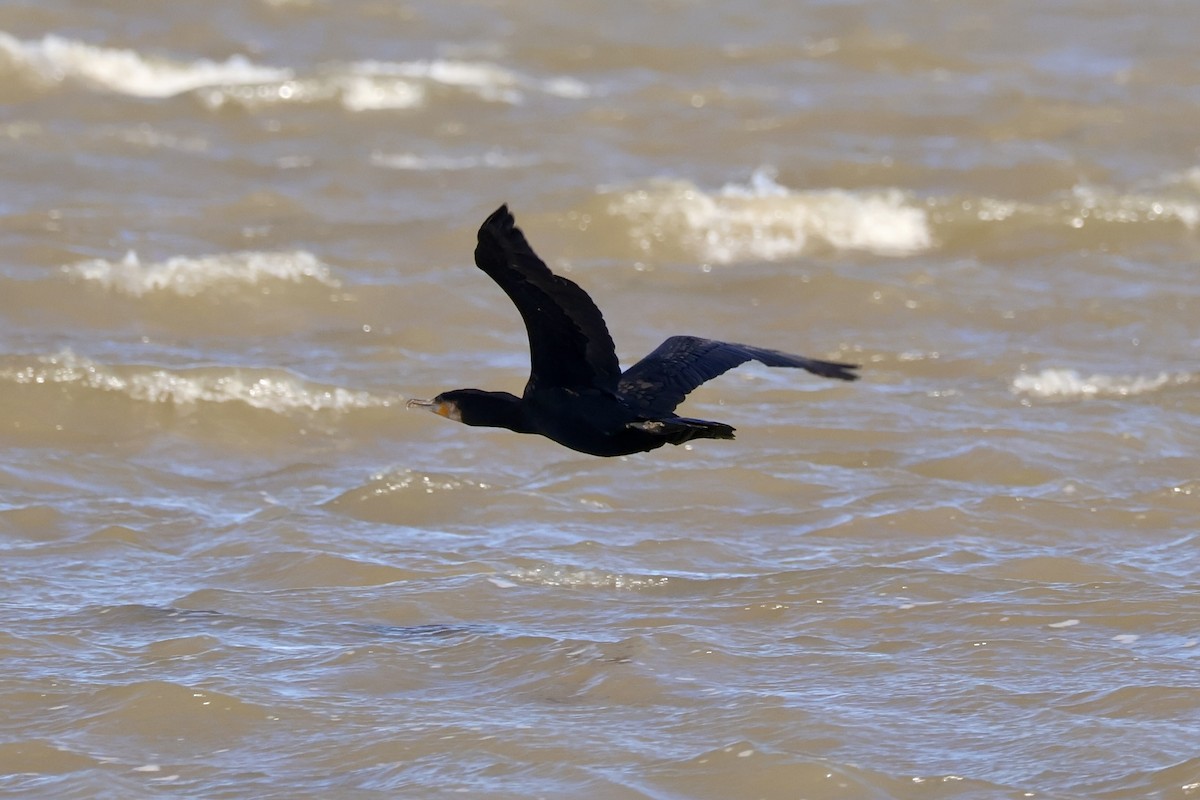 Kormoran - ML645641872