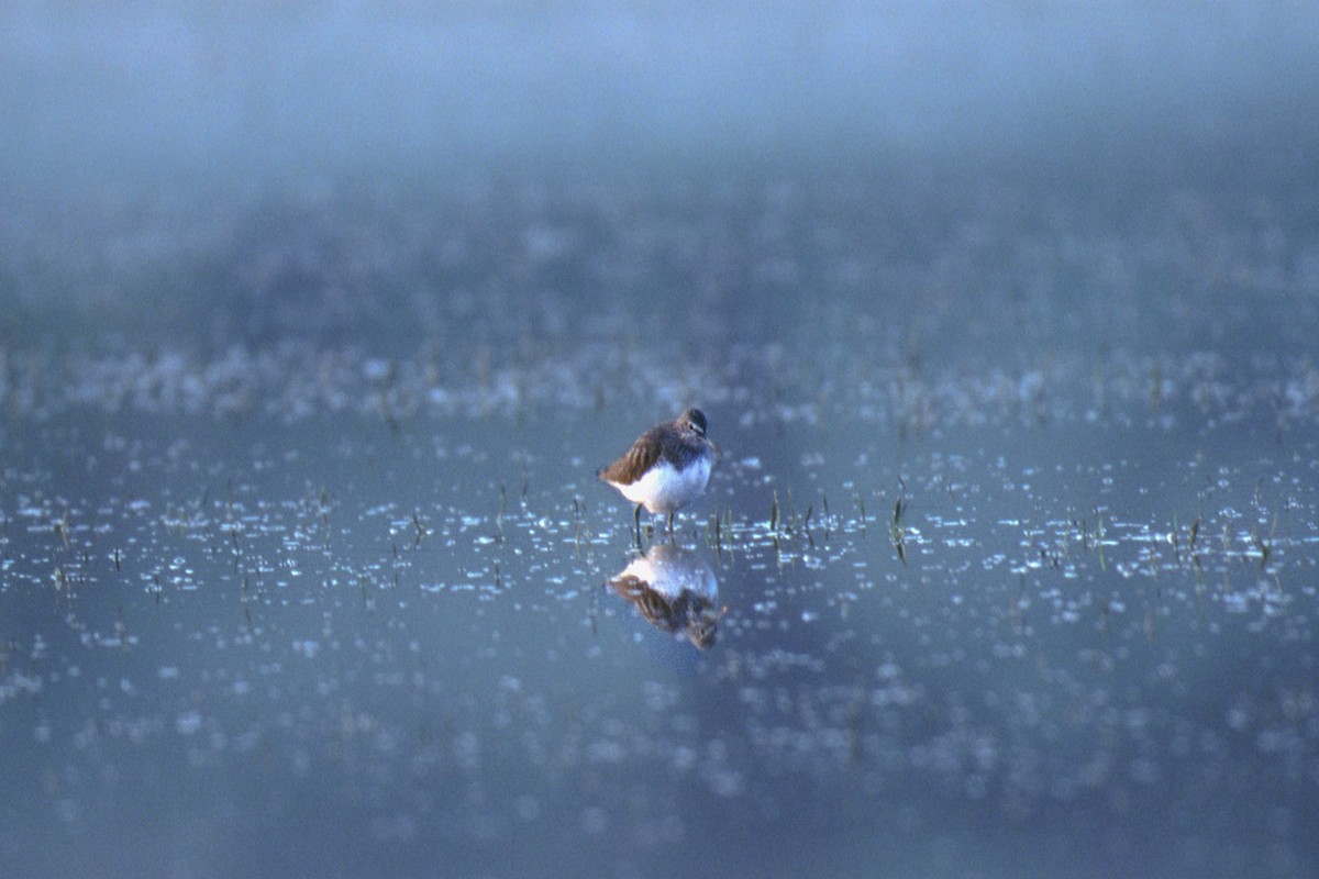 Green Sandpiper - ML645641873