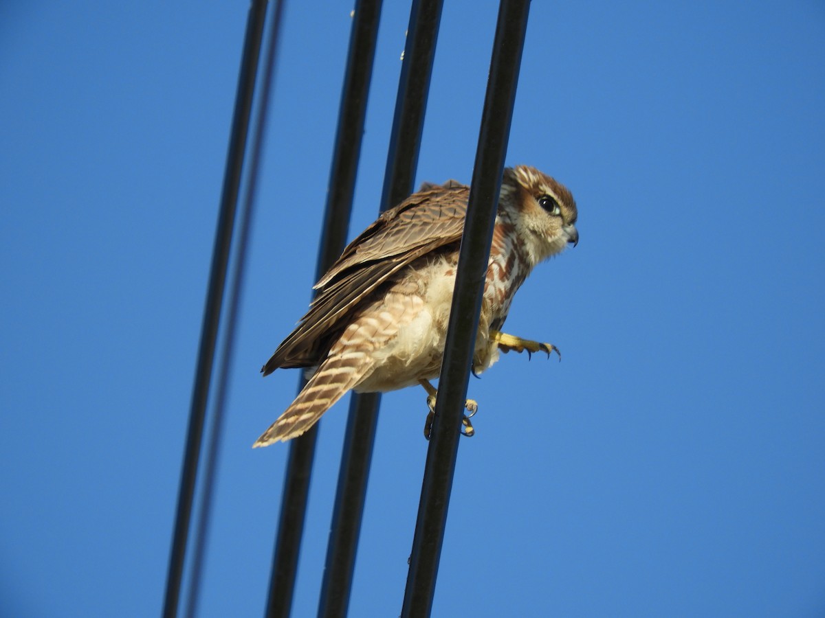 Merlin - ML645641874