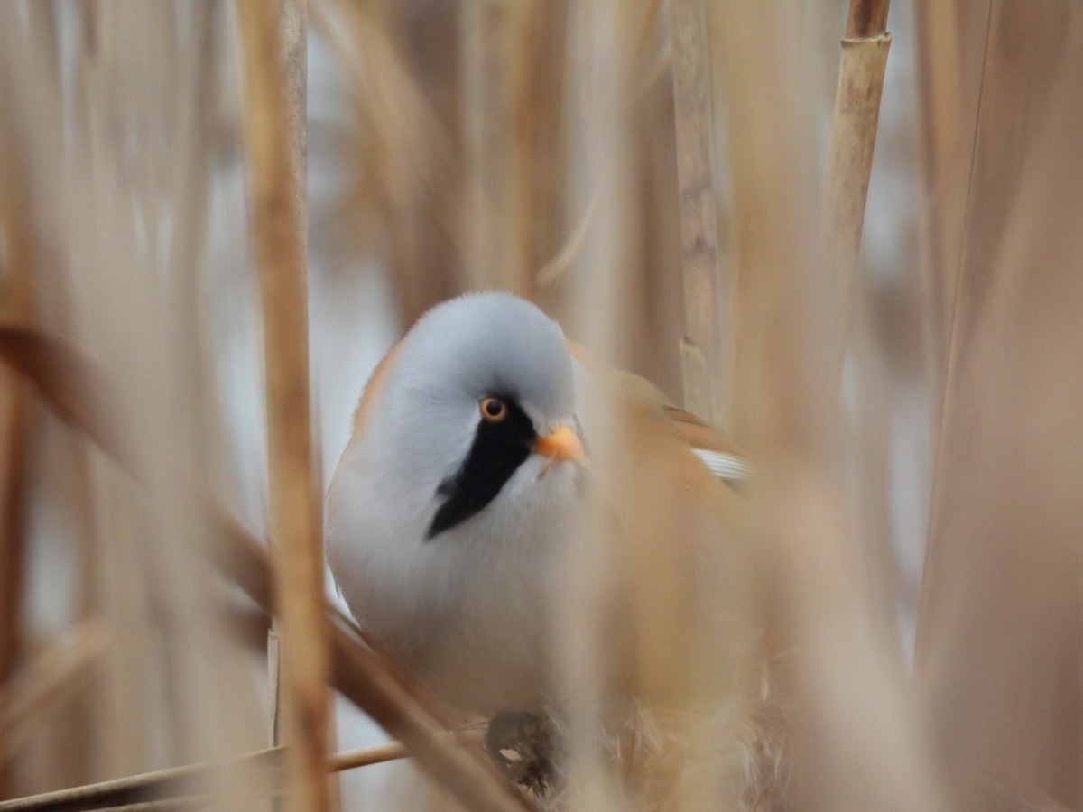 Bartmeise - ML645641875