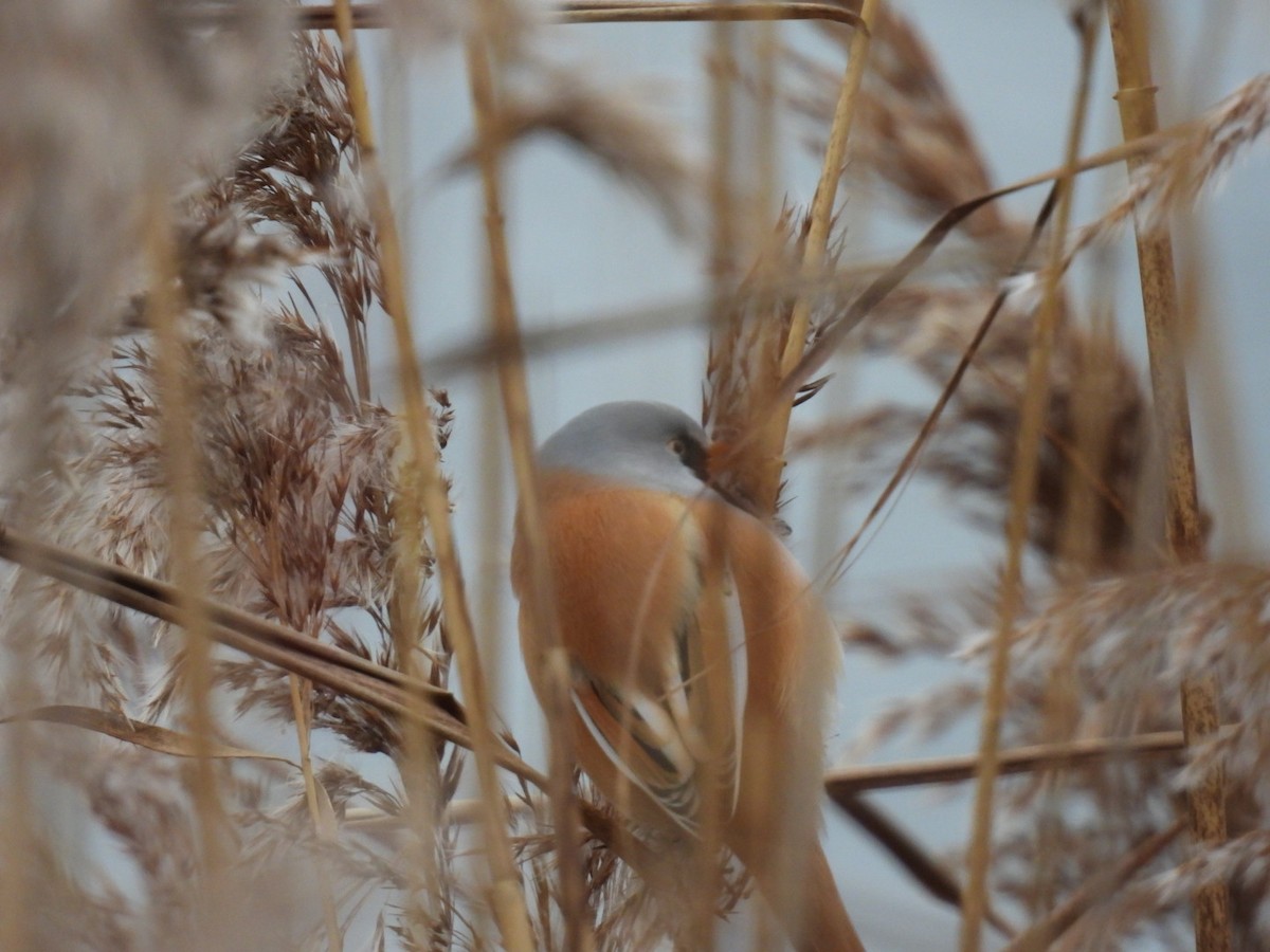 Bartmeise - ML645641876