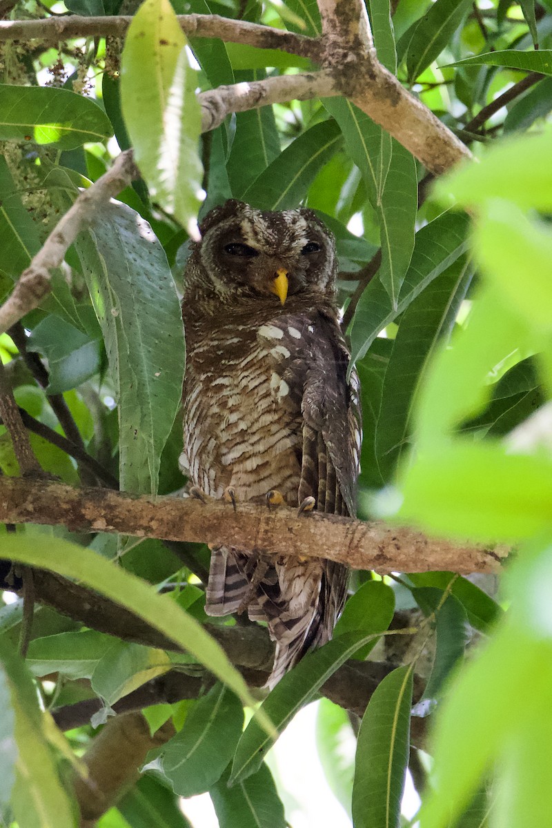 Afrikakauz - ML645641878