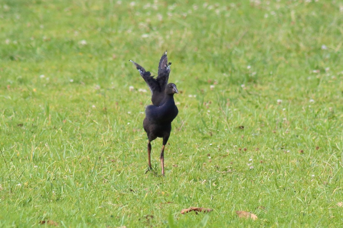 Australpurpurhuhn - ML645641879