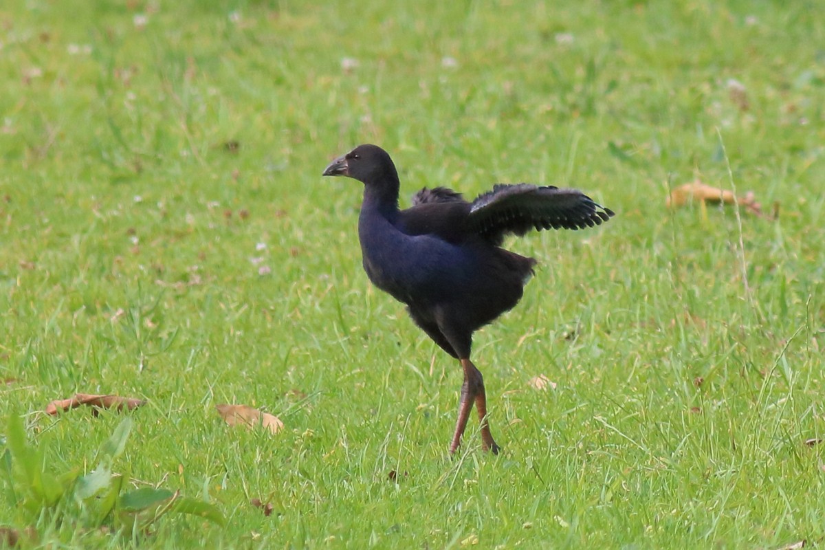 Australpurpurhuhn - ML645641880