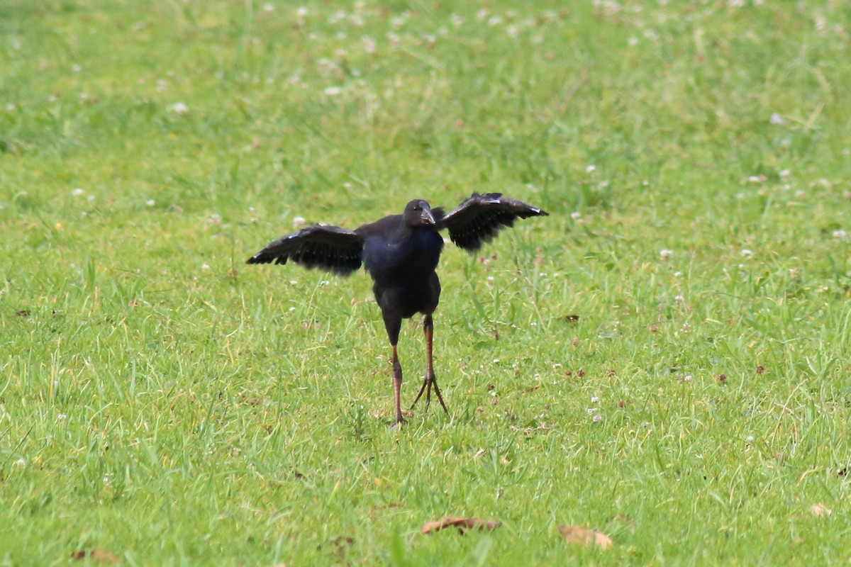 Australpurpurhuhn - ML645641881