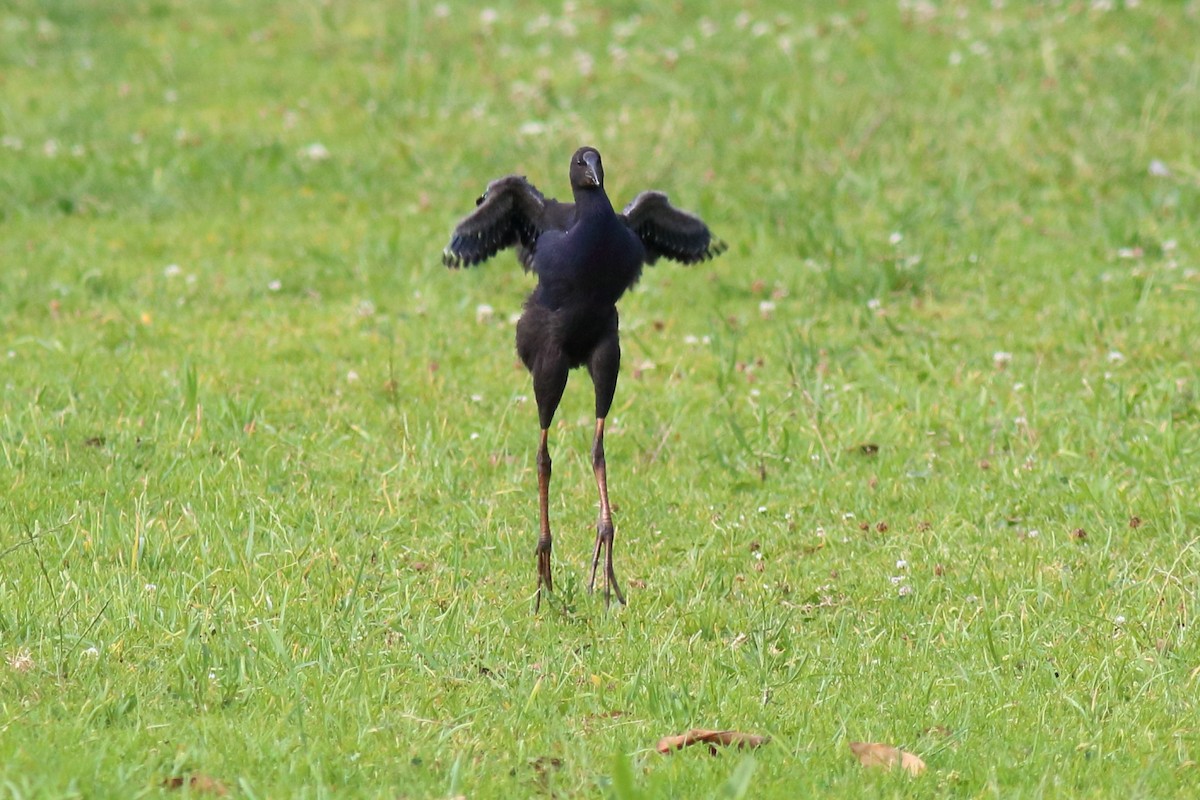 Australpurpurhuhn - ML645641883