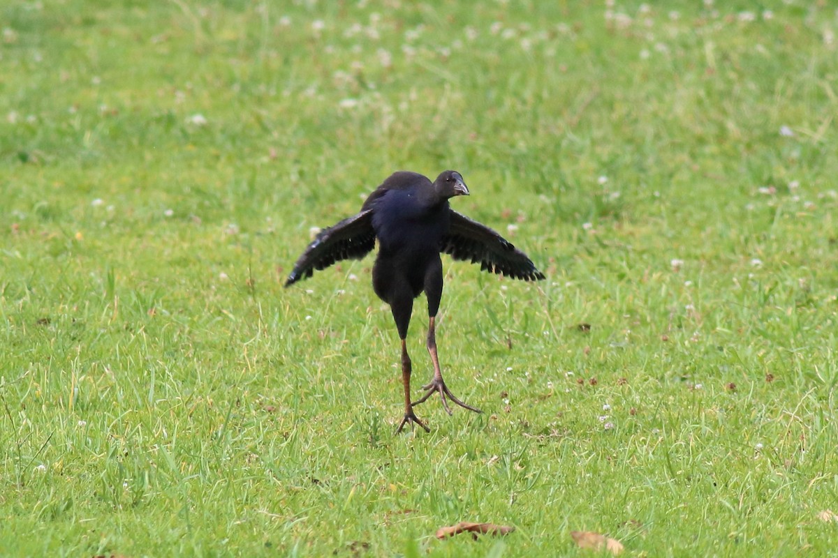 Australpurpurhuhn - ML645641884