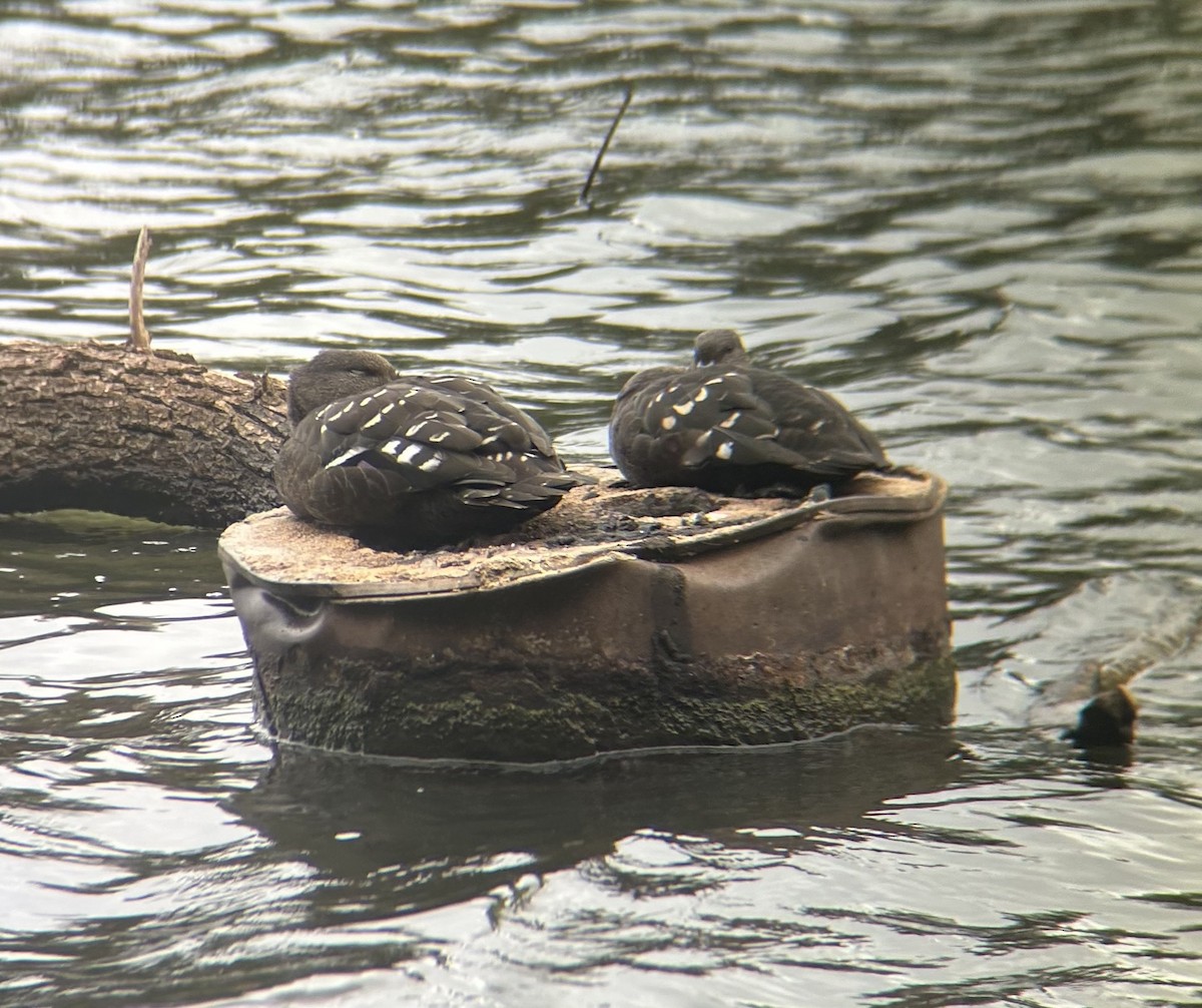 Schwarzente - ML645641888