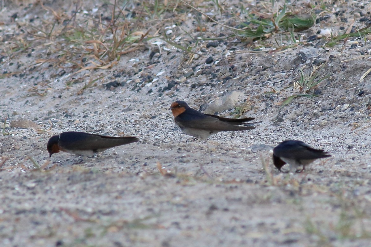 Glücksschwalbe - ML645641889