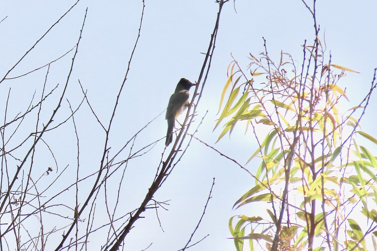 Gelbsteißbülbül - ML645641890