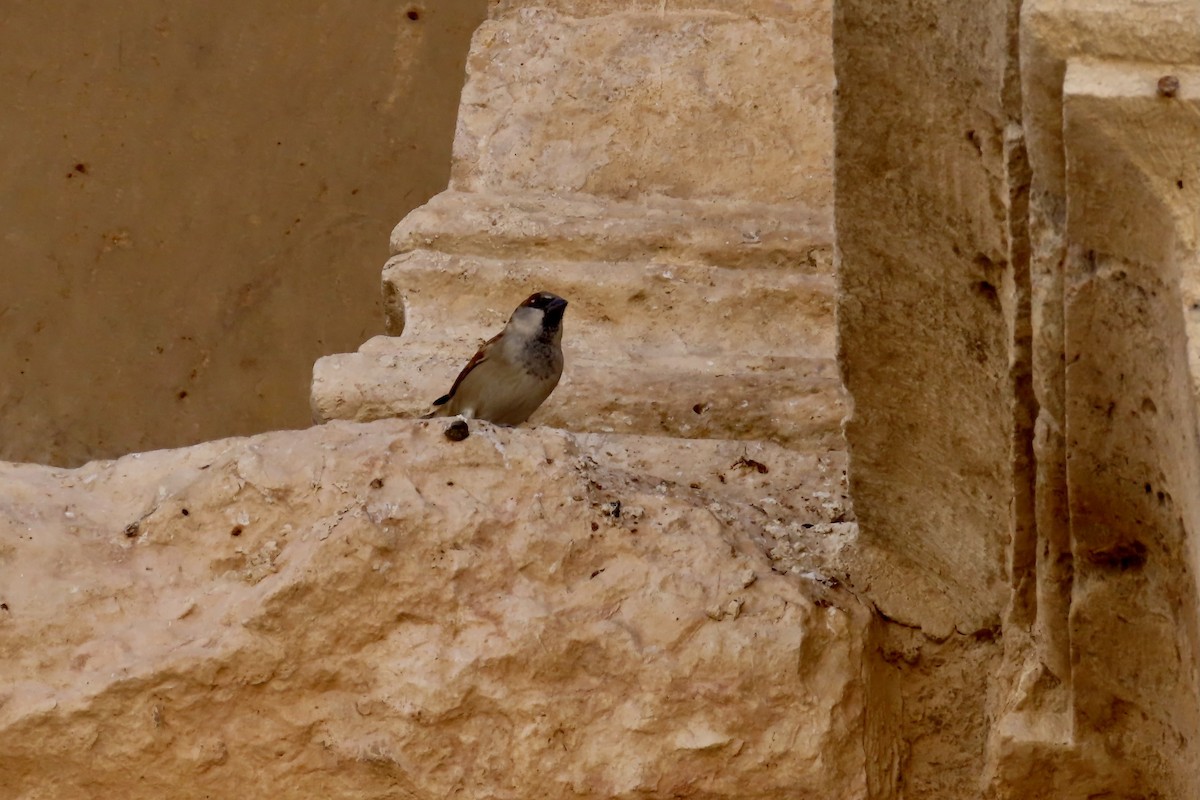 Haussperling - ML645641893