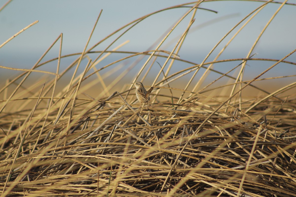 Травяной крапивник - ML645641896