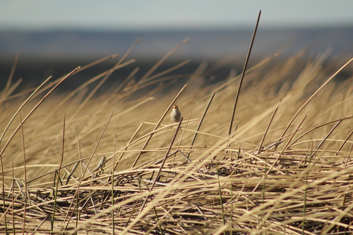 Травяной крапивник - ML645641897