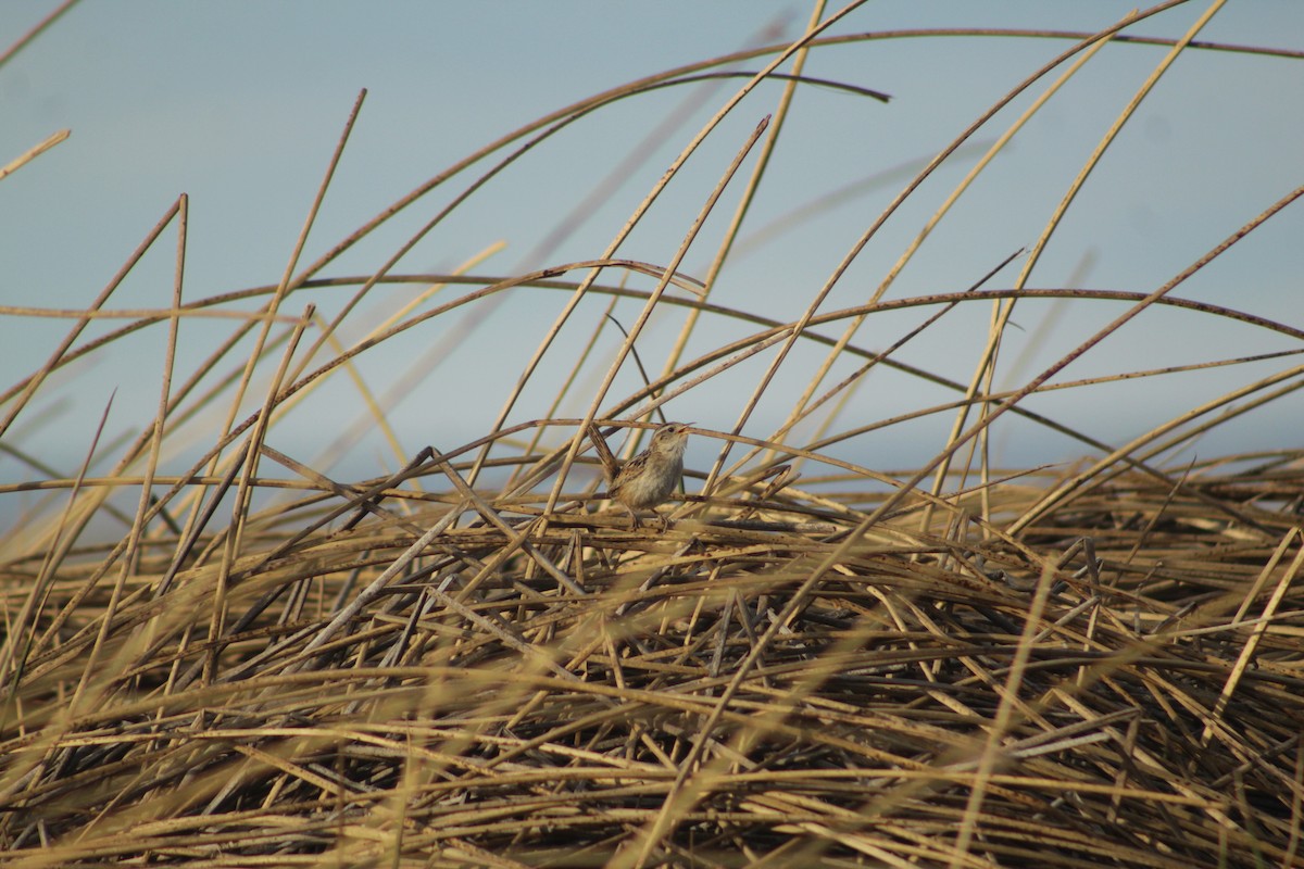 Травяной крапивник - ML645641898