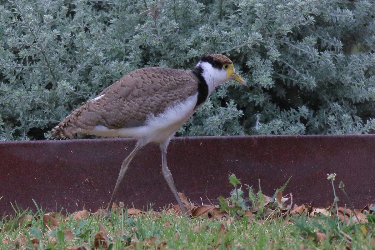 Masked Lapwing (Black-shouldered) - ML645641899